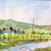 Tuscan Vineyards_16x12_Watercolor
